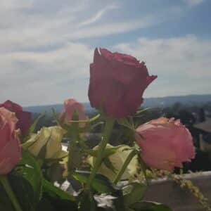 Blumen 2 Schnittpunkt
